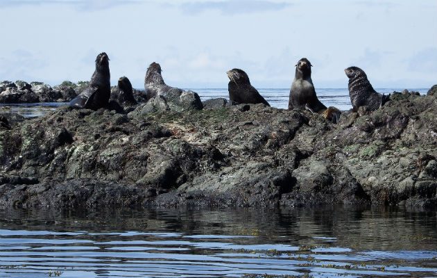El nuevo estudio identificó una segunda ola de anticuerpos virales en el 2009 en diferentes especies de focas, incluyendo focas del hielo, osos marinos y leones marinos de Steller. Foto ilustrativa / Pixabay.