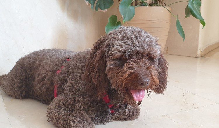 Los perros muerden para entretenerse Y relajarse ante situaciones de estrés. Foto: EFE