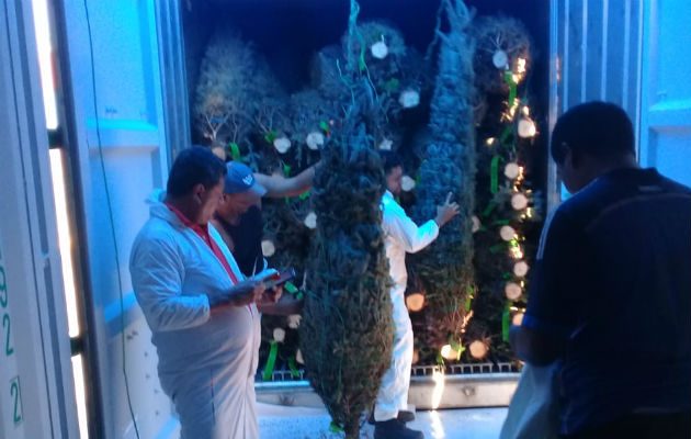Al país han llegado  hasta el pasado 3 de diciembre unos 86 contenedores con arbolitos de Navidad.