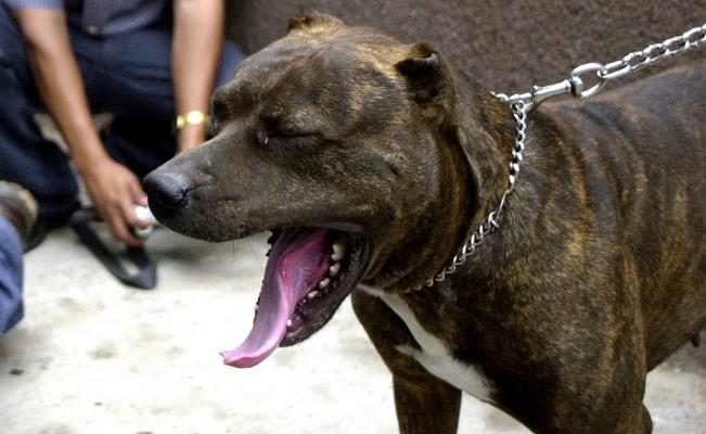 todos los animales tuvieron que ser abatidos debido al feroz ataque, que también dejó a un joven de 20 años herido después de que intentara socorrer al pequeño, aunque sin éxito. FOTO/AP