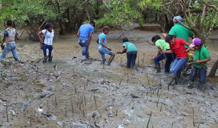 Los estudiantes de la escuela de El Espavé, ubicada en el distrito de Chame, realizan un programa de repoblación de mangle en la zona.