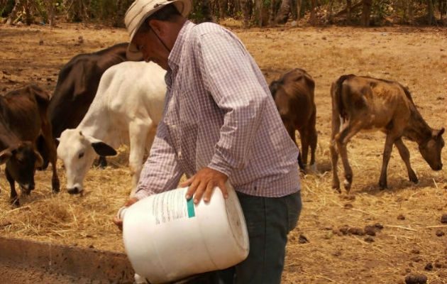 El Ministerio de Desarrollo Agropecuario (Mida) ha construido unos 500 abrevaderos para cosechar agua.