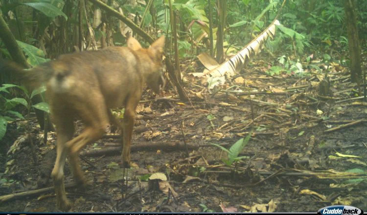 Coyotes y zorros cangrejeros han colonizado el corredor agrícola entre Panamá y el lago Bayano.