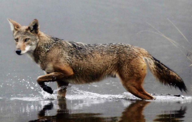 Un coyote camuflado entre la maleza en las faldas del volcán Irazú en Costa Rica. Foto: EFE.