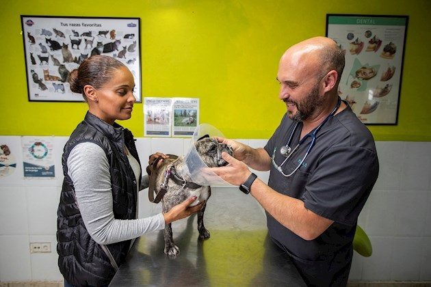 "Los británicos, por norma general, tienen animales de compañía, y más de uno. No sabría decir cuántos, pero ahora mismo hay un gran número de animales pendientes de qué pasa con el brexit".