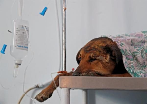 Los canes que viven hoy en día en las calles de Tiflis son cariñosos, están bien alimentados y llevan en una oreja un crotal de color llamativo, que los identifica como animales no agresivos, vacunados y esterilizados por los veterinarios de la Agencia de Monitoreo de Animales (AMA). FOTO/EFE