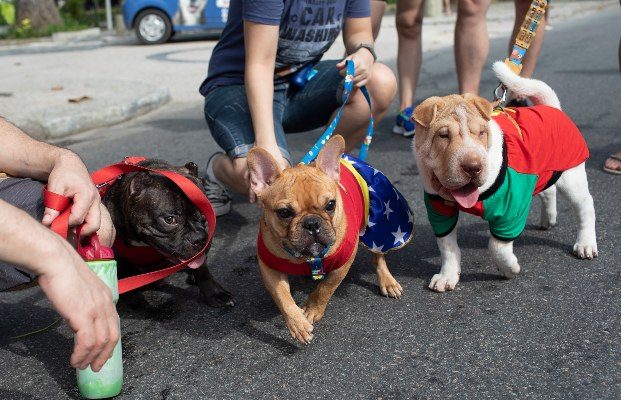 Perros disfrazados participan en el desfile de carnaval de perros "Blocao" a lo largo de la playa de Copacabana en Río de Janeiro. FOTO/AP
