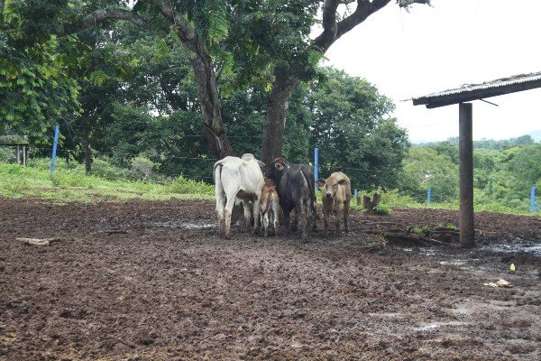 La mayoría de las fincas lecheras venden su producto a queserías a 50 centavos. FOTO/ERIC MONTENEGRO