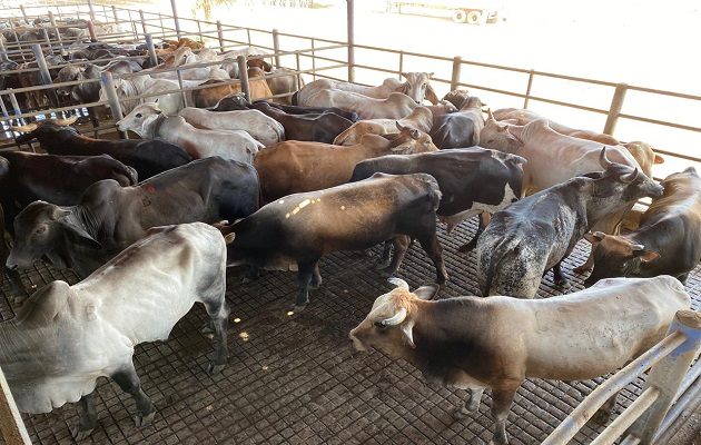 Se trata de 2 mil novillos gordos que tienen un peso entre 900 y 1,200 libras.