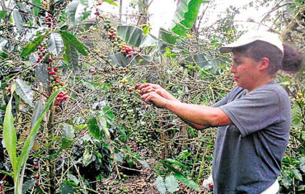 Ministro de Comercio e Industrias presentará en el Consejo de Gabinete el Tratado de Libre Comercio con Corea del Sur.Foto: Archivo