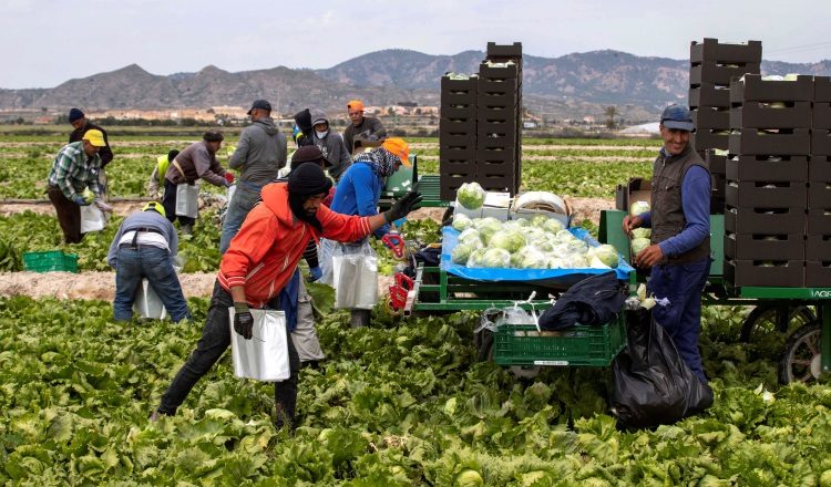 La producción de soja, maíz y arroz,  representarán el 93.1%. EFE