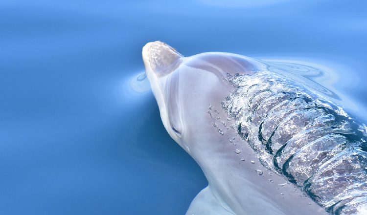 Los delfines nariz de botella no están en peligro de extinción, pero el grupo que hay en Dolphin Bay, Bocas del Toro, puede ser genéticamente único. STRI Panamá/James Grant