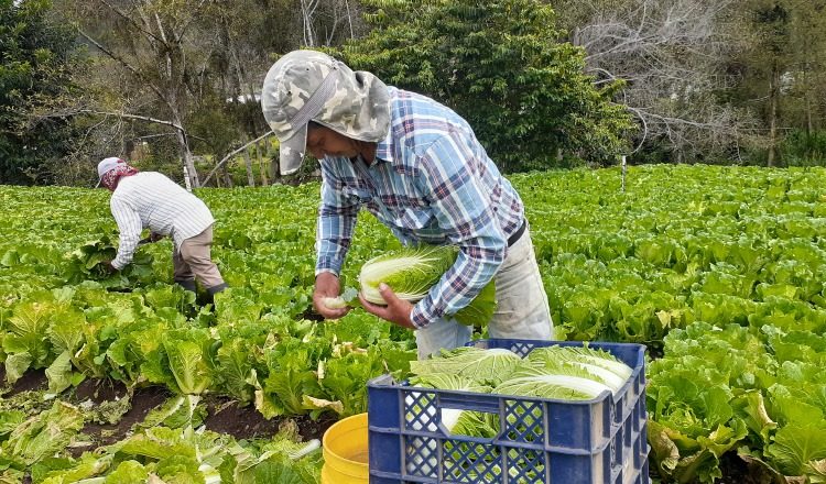 Mayor cantidad, calidad y frescura prometen los agricultores en sus productos a partir del 2021. Aurelio Martínez
