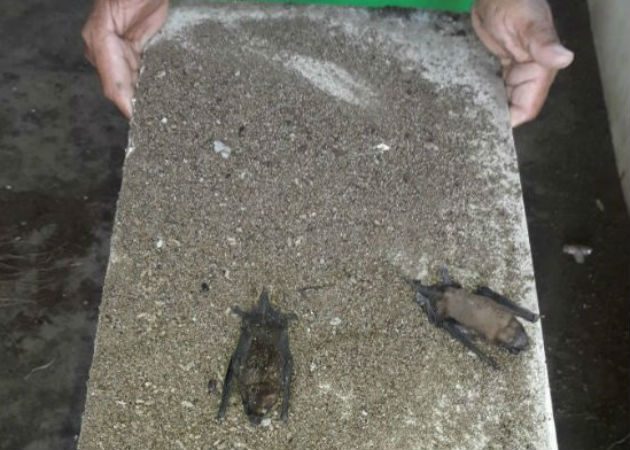  Este patógeno "tiene origen animal", asegura la OMS. Fotos: Archivo/Ilustrativa.