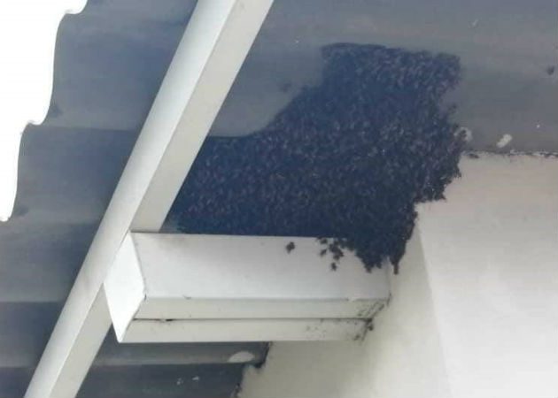 No es la primera vez que se dan estos ataques en contra de animales y personas en la zona. Foto: Diómedes Sánchez.