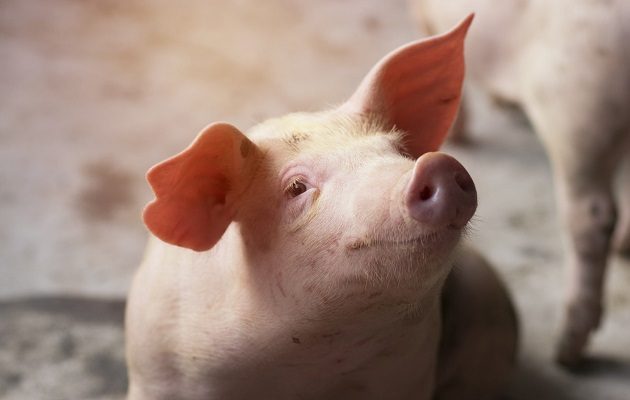 El cerdo es una especie animal que comparte similitudes con el ser humano.