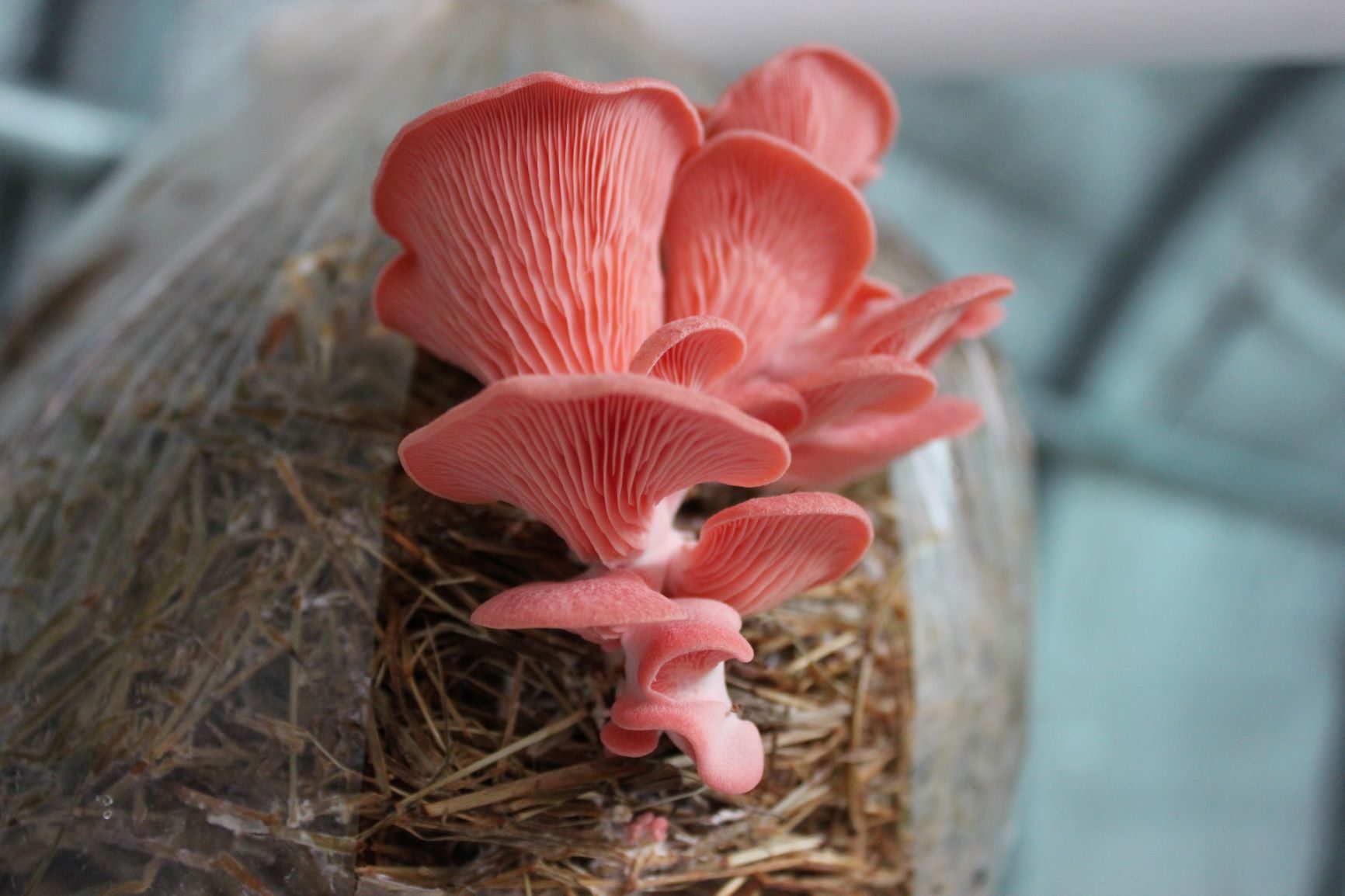 Cada grupo puede ser complementado con condimentos naturales, manteniendo un bajo consumo de sodio, productos procesados y alimentos fritos.