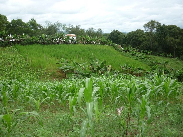 La investigación concluyó, que las especies recolectadas eran una especie de saltamontes, que son comunes en Panamá.