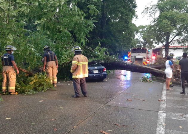 Auto afectado por caída de árbol en la comunidad de Margarita. Fotos: Diómedes Sánchez.