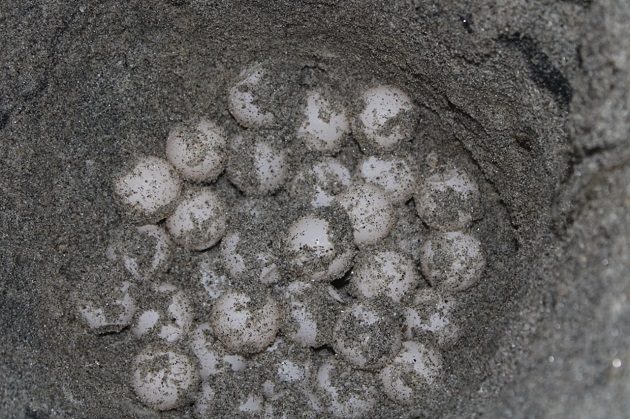 Los 270 huevos de la tortuga lora fueron reubicados.
