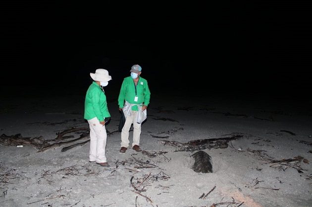 La tortuga lora está catalogada como una especie en "peligro crítico".