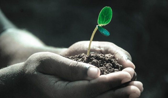 Se prevé sembrar aproximadamente 500 plantones. Foto: Ilustrativa / Pixabay