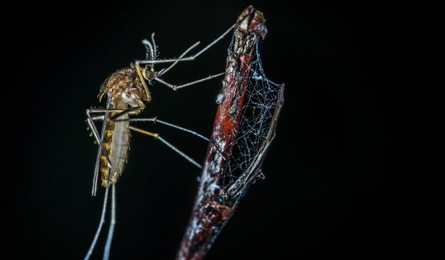 El mosquito transmite varias enfermedades. Foto: Ilustrativa / Pixabay