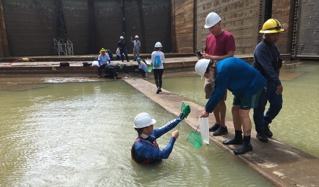 D. Ross Robertson, científico del Smithsonian en Panamá, recolectando peces en las esclusas de Pedro Miguel en el Canal de Panamá. Foto: Beth King
