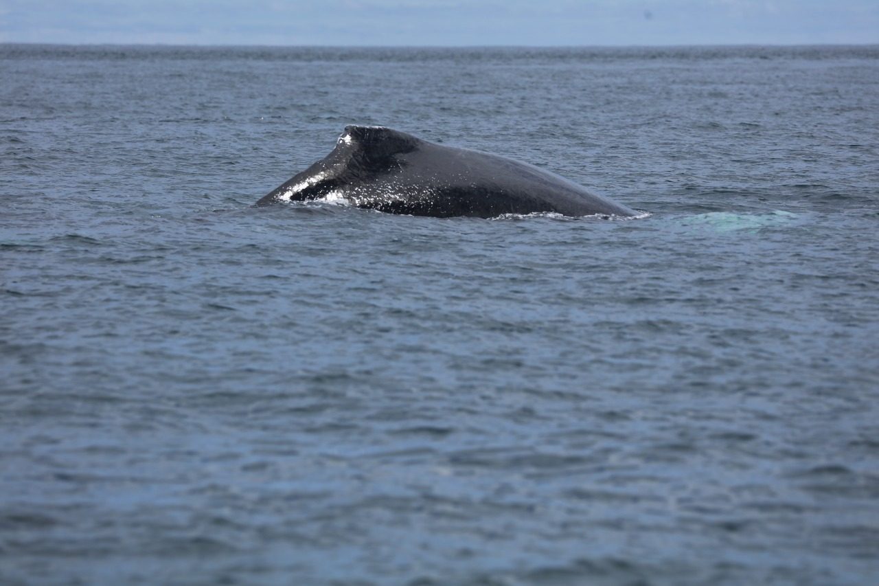 "Cuando se dé la reapertura de las Áreas Protegidas esperamos que las visiten con responsabilidad, bajo las medidas de bioseguridad y disfruten de este escenario natural”, dijo el ministro de Mi Ambiente.