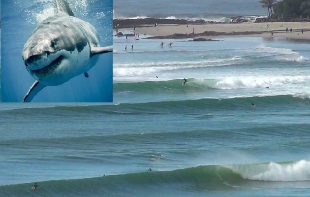 La muerte fue la primera en 62 años a causa de un tiburón.