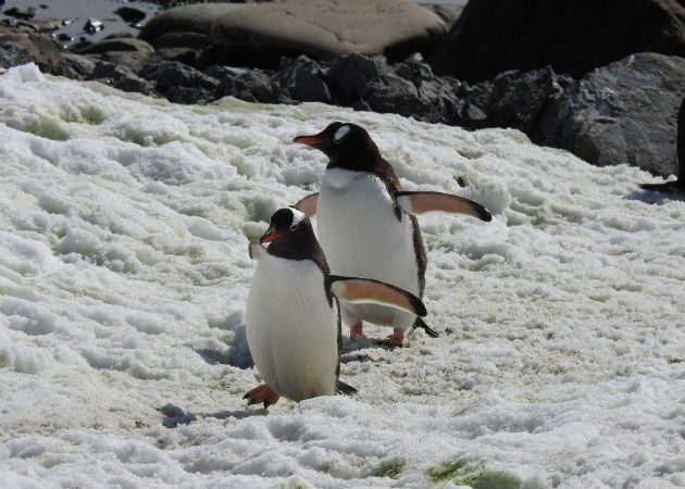 Biólogos califican el descarte inadecuado de los residuos anticoronavirus como "basura de la pandemia". Fotos: Archivo/Ilustrativa.