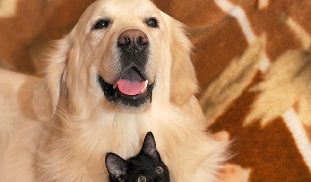  En algunas ocasiones por más que se cuide el entorno de la mascota ocurren algunos accidentes. Foto: Ilustrativa / Pixabay