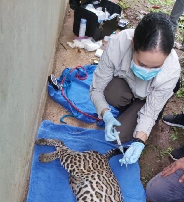 El ocelote Miguelito, quien hace dos meses fue reubicado al Parque Camino de Cruces, luego que se encontrara merodeando el área urbanística de Villa Lucre.