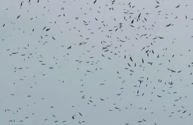  Las aves rapaces vuelan en grandes cantidades por Panamá. Foto: Elisinio González G.