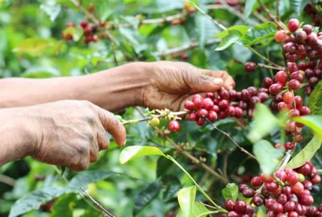 Los casos de desalojos se dieron en fincas cafeteras en Boquete, Chiriquí.