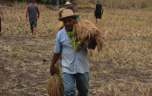 El cultivo del grano continúa siendo una de las principales actividades económicas de la que dependen muchas familias. Foto/Archivo