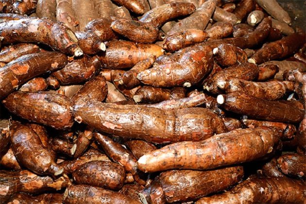 De enero a agosto de 2020, las exportaciones de yuca, almidón y fécula de yuca registraron un valor FOB de $79 mil 665 y entre los países de destino de estos productos se encuentran Puerto Rico y Holanda. Foto/Cortesía