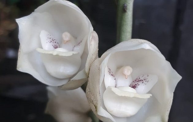 La Flor del Espíritu Santo fue designada como Flor Nacional según Ley 46 del 21 de octubre de 1980.