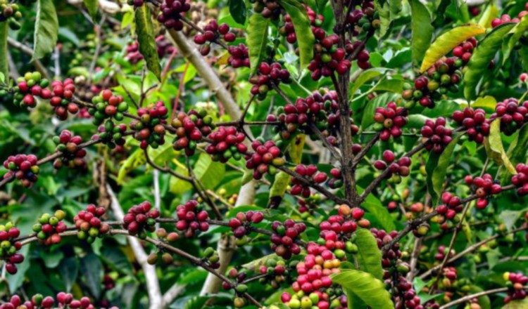 Regularán la contratación temporal de trabajadores nicaragüenses. EFE