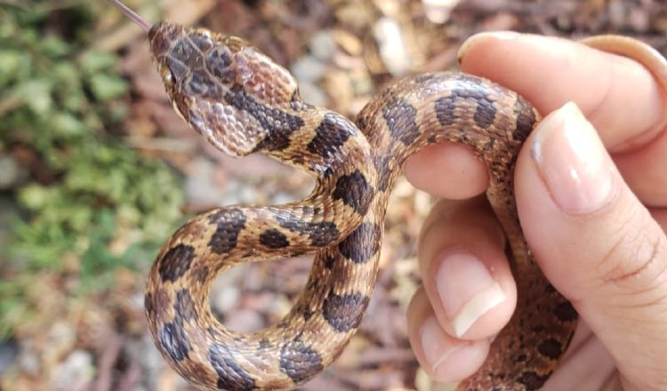 'Leptodeira Annulata', conocida comúnmente como serpiente ojo de gato o sapera. CORTESÍA / MIAMBIENTE