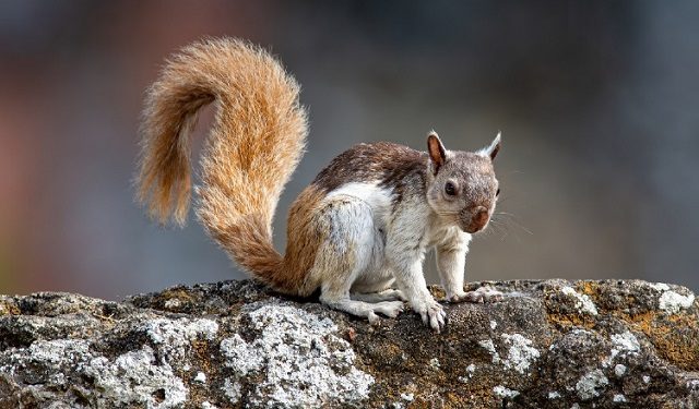 Ardilla.  Foto: Cortesía/ Steve Paton/STRI