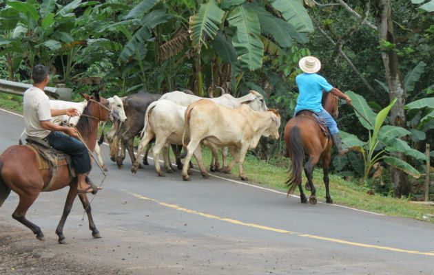 El cuatrerismo se ha incrementado durante la pandemia en Panamá Oeste. Foto: Eric A. Montenegro.
