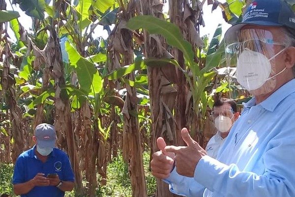 El jefe de la cartera agropecuaria manifestó que también aportarán 60 mil plantones de plátano, para que refuercen la producción del rubro.