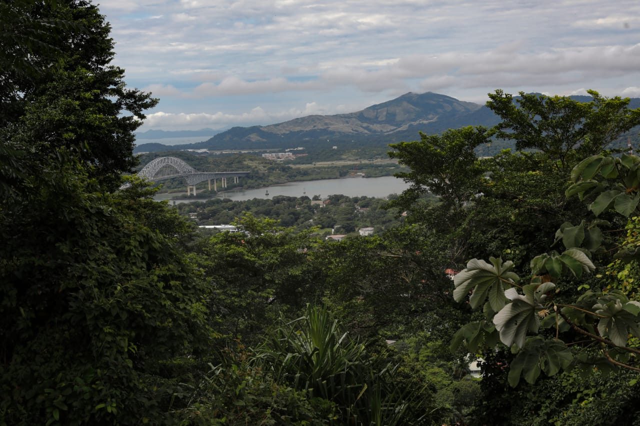 Un total de 50 mil hectáreas de bosques buscan ser restauradas. Foto de archivo