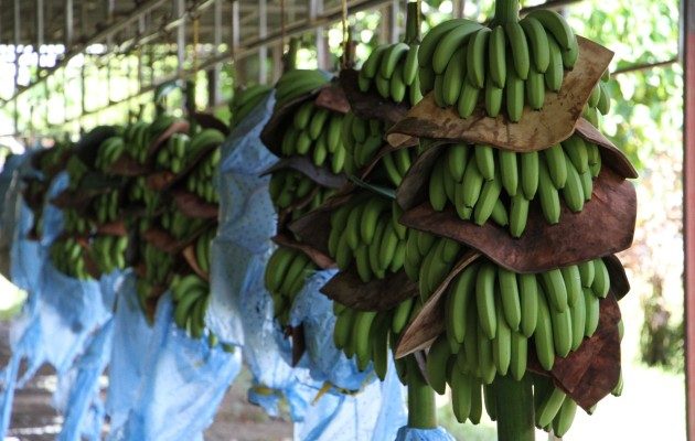 La comercialización de estos cultivos genera alrededor de 200 millones de dólares en divisas y más de 8,600 empleos directos.