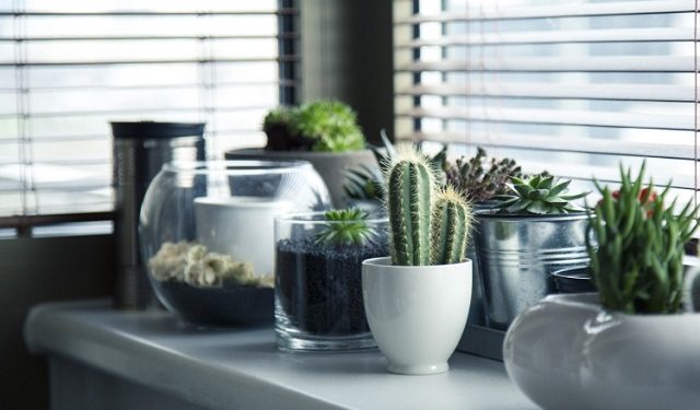 Hay que tomar en cuenta que las plantas requieren cuidados. Foto: Ilustrativa / Pixabay