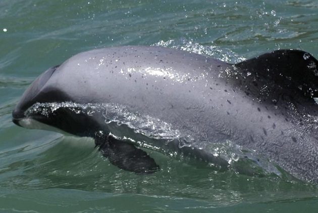 El mayor enemigo del delfín Maui es el ser humano. Foto: EFE