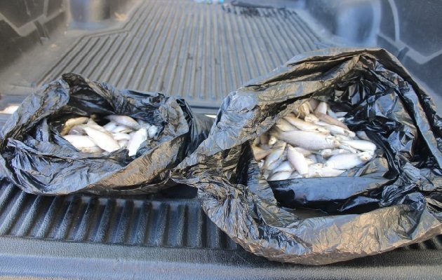 Las autoridades del Minsa en Veraguas llevaron a cabo un operativo sorpresa en el área del mercado público de Santiago.