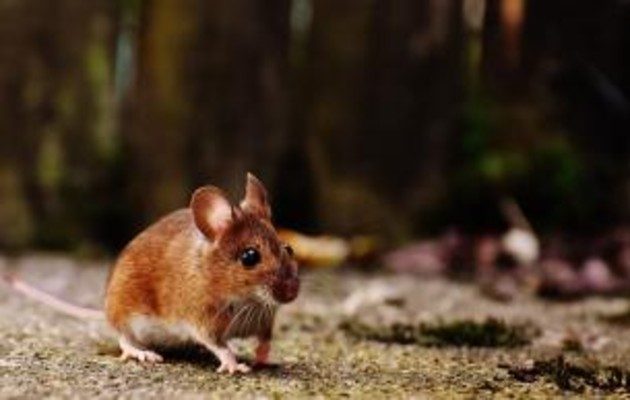 En lo que va del año 2021 se han registrado 3 casos de enfermedad por Hantavirus. Foto Cortesía: Minsa. 
