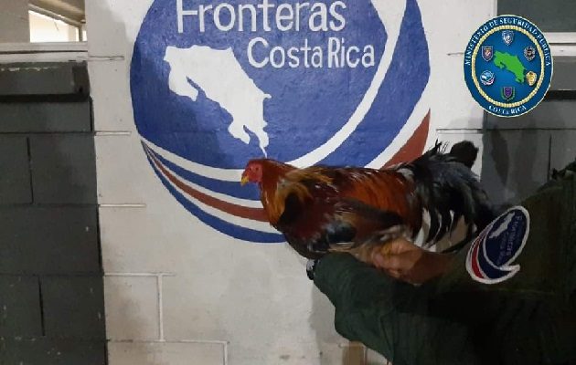 La Policía de Fronteras de Costa Rica decomisó dos gallos de contrabando. 